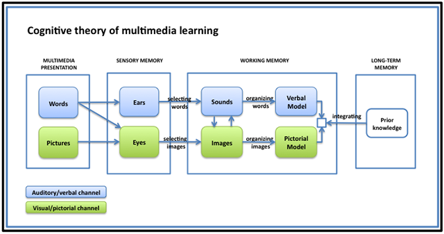   Human working memory model Image borrowed from: http://t0.gstatic.com/images... Click on the picture to follow the link.