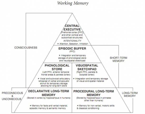 A modiﬁcation of Baddeley’s working memory model extended with long-term memory components. Image borrowed from: Coolidge, Frederick L., and Thomas Wynn. The Rise of Homo sapiens: The Evolution of Modern Thinking. Wiley-Blackwell, 2009.